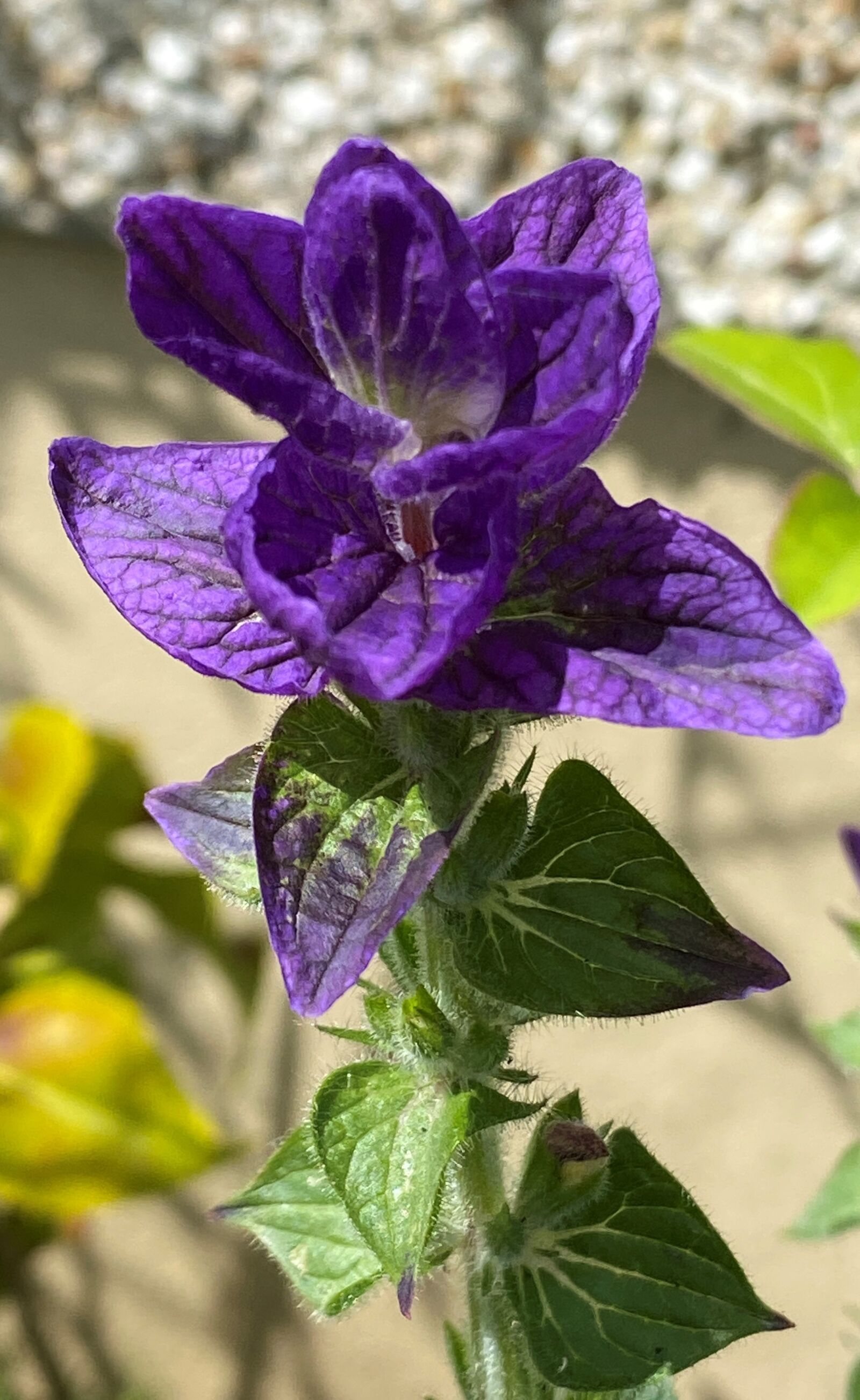 Apple iPhone 11 sample photo. Purple, green, bloom photography