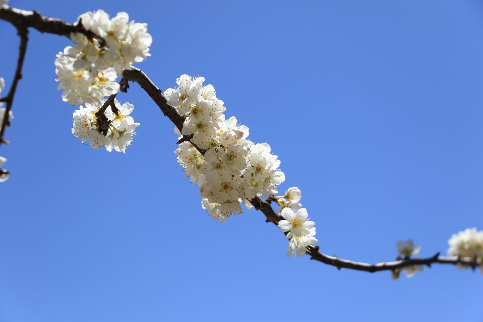 Canon EOS 7D Mark II sample photo. Pear, blue sky, all photography