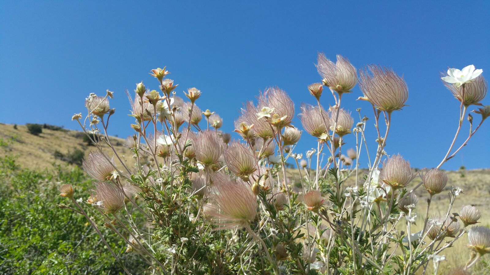 Samsung Galaxy Note4 sample photo. Desert flowers, new mexico photography