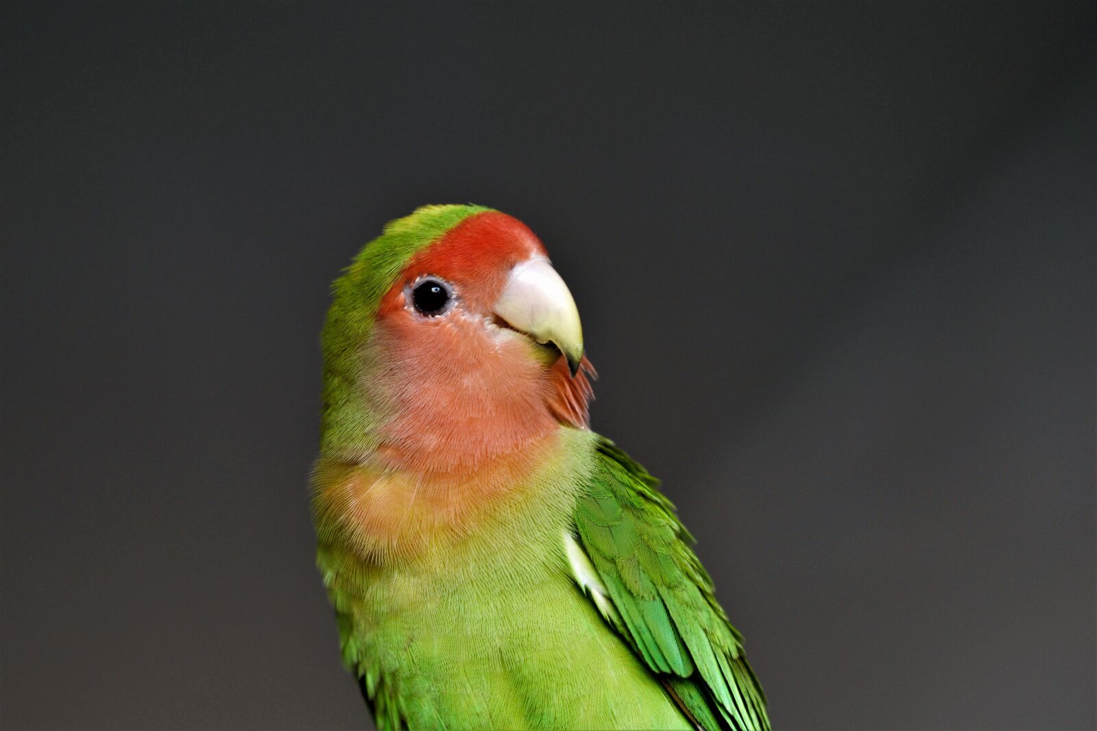 Nikon D5500 sample photo. Pet, bird, love bird photography