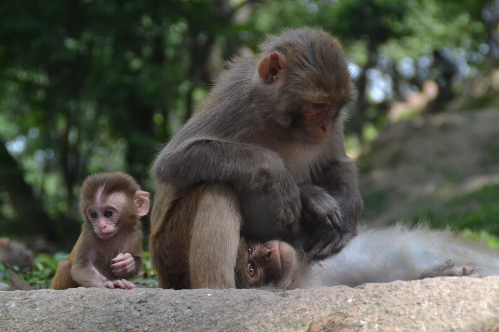 Nikon D3100 sample photo. Monkey baby, monkey nut photography