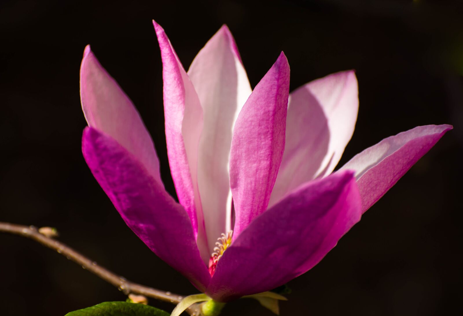 Nikon D7100 sample photo. Nature, flower photography