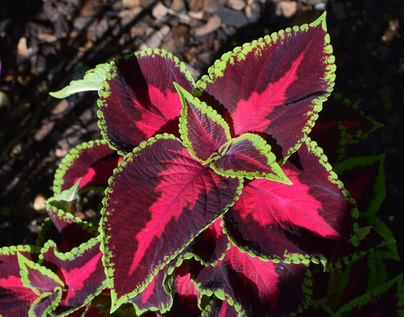Nikon D3300 sample photo. Coleus leaves, foliage, leaves photography