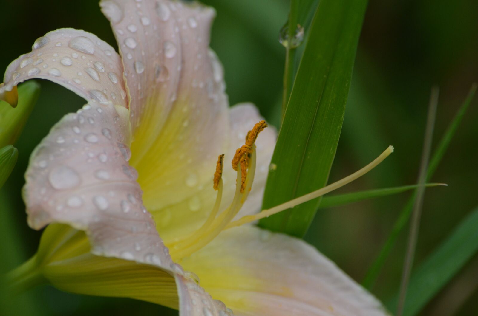 Nikon D7000 sample photo. Lily, flower, rain photography