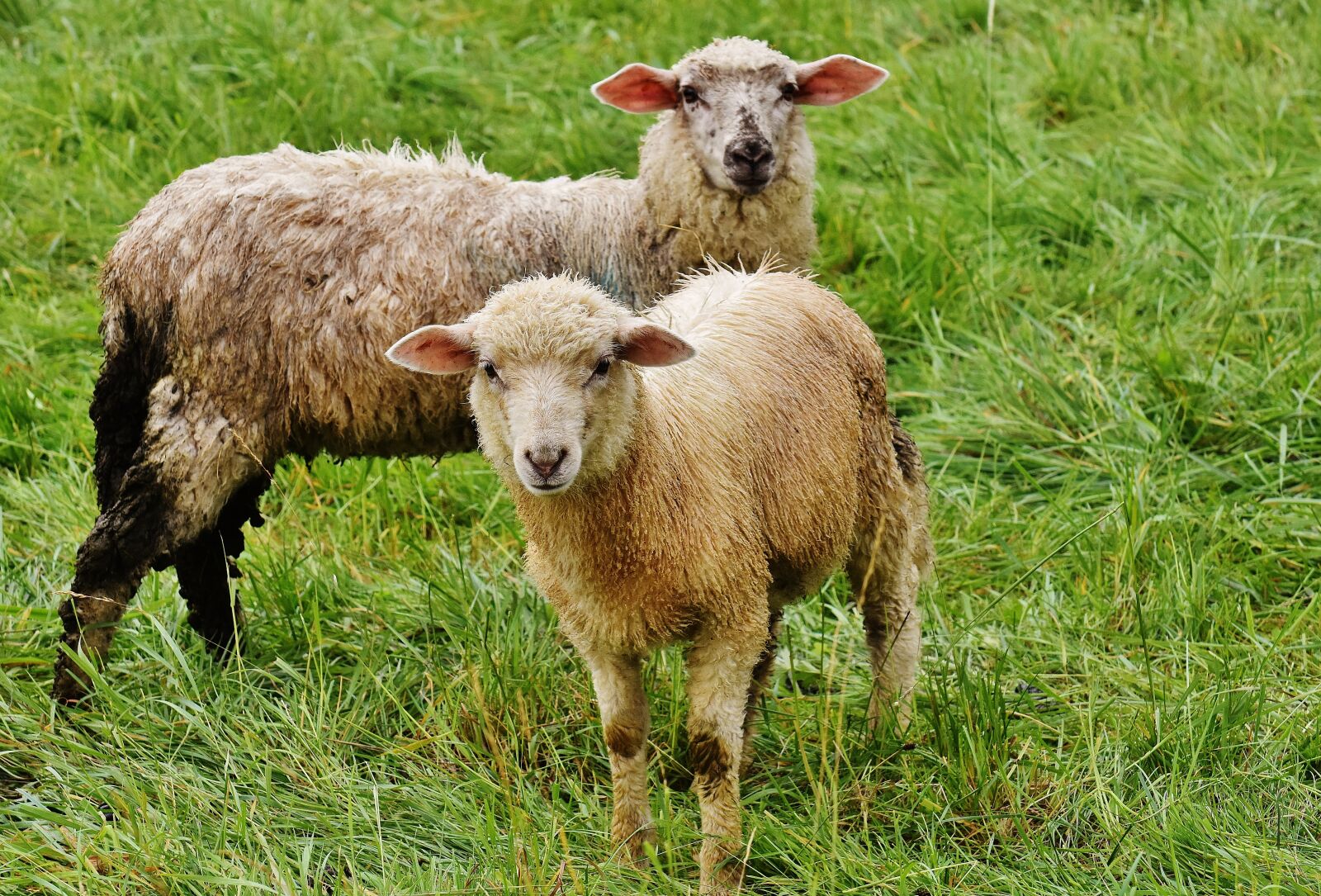 Nikon D7200 sample photo. Sheep, animal, meadow photography