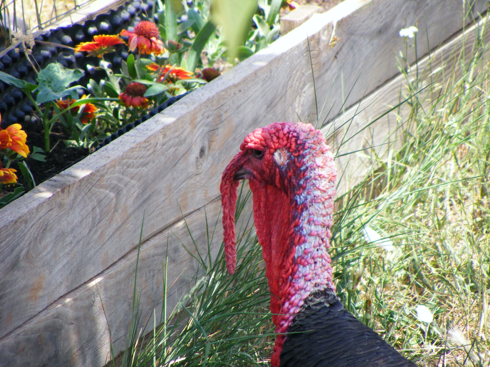Fujifilm FinePix S5700 S700 sample photo