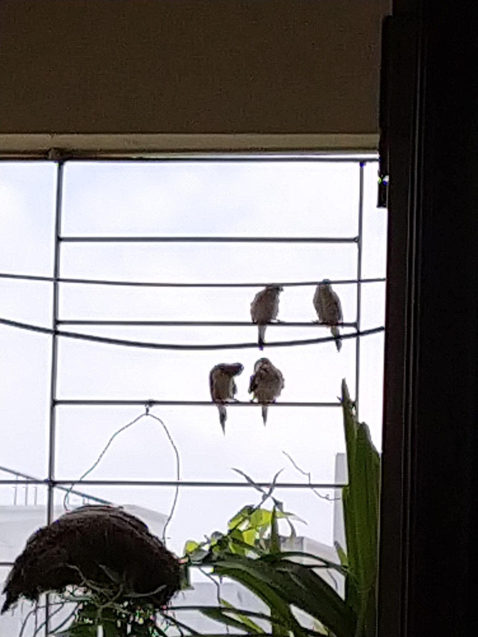 Xiaomi Mi A3 sample photo. Birds at balcony, love photography