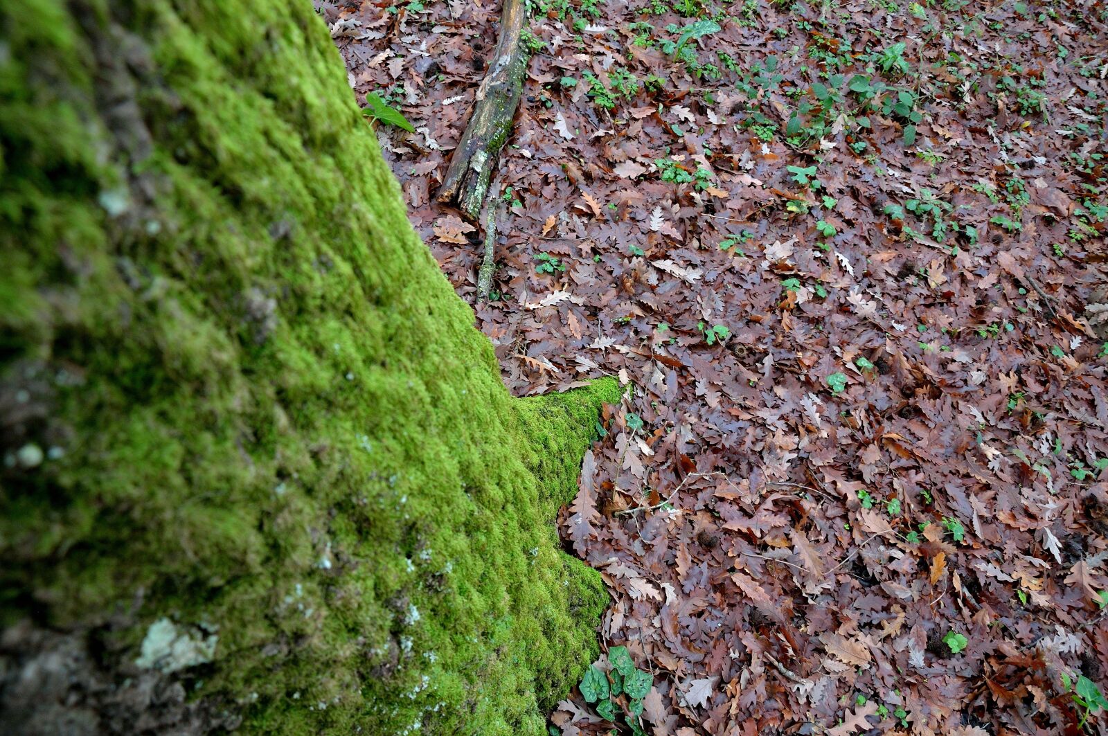 Nikon D90 sample photo. Leaves, tree, forest photography
