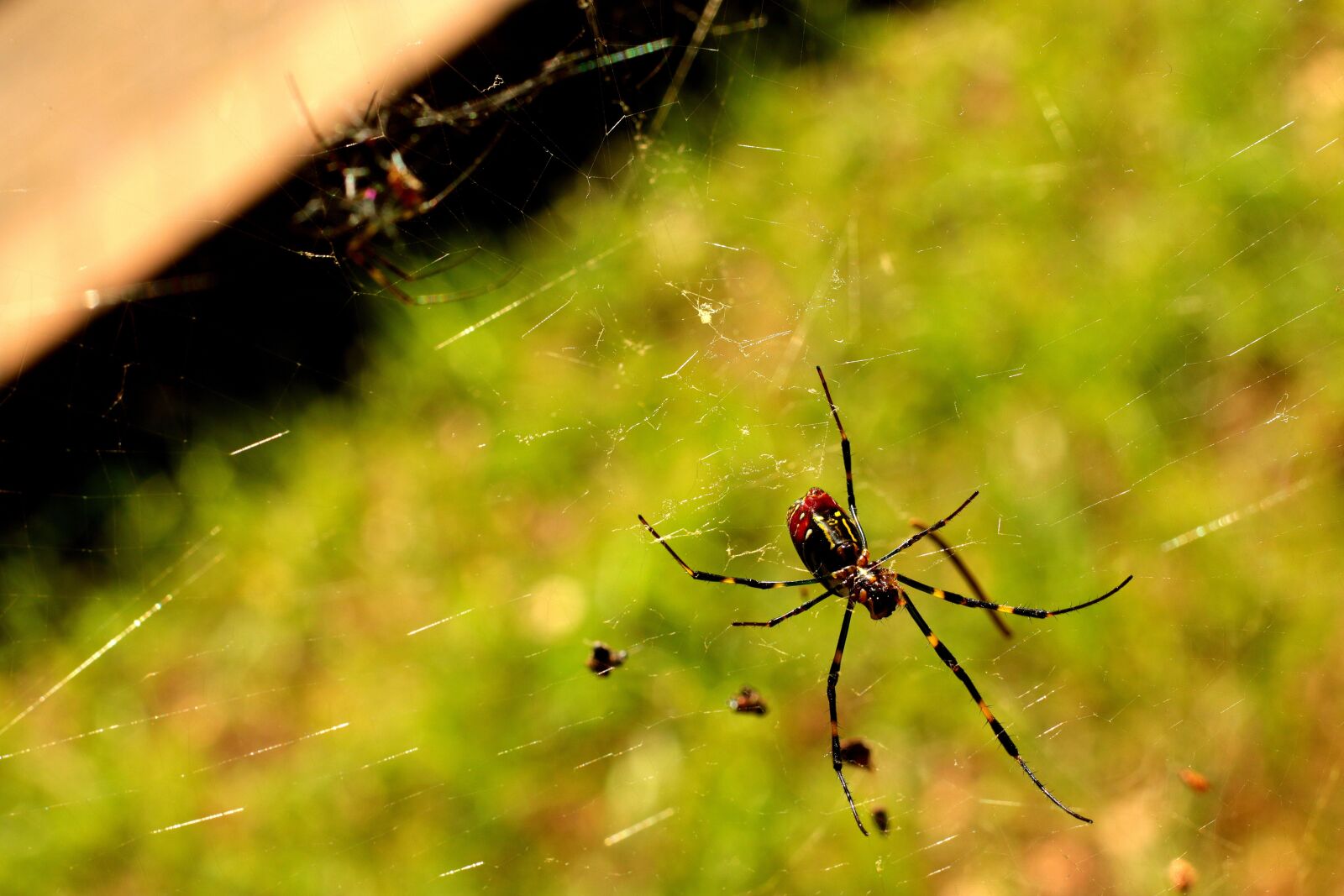 Canon EOS 70D + Canon EF 50mm F1.8 STM sample photo. Spider, red, yellow photography