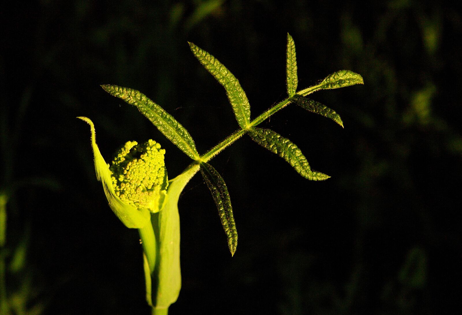 Sony DSC-R1 sample photo. Plant, spring, green photography
