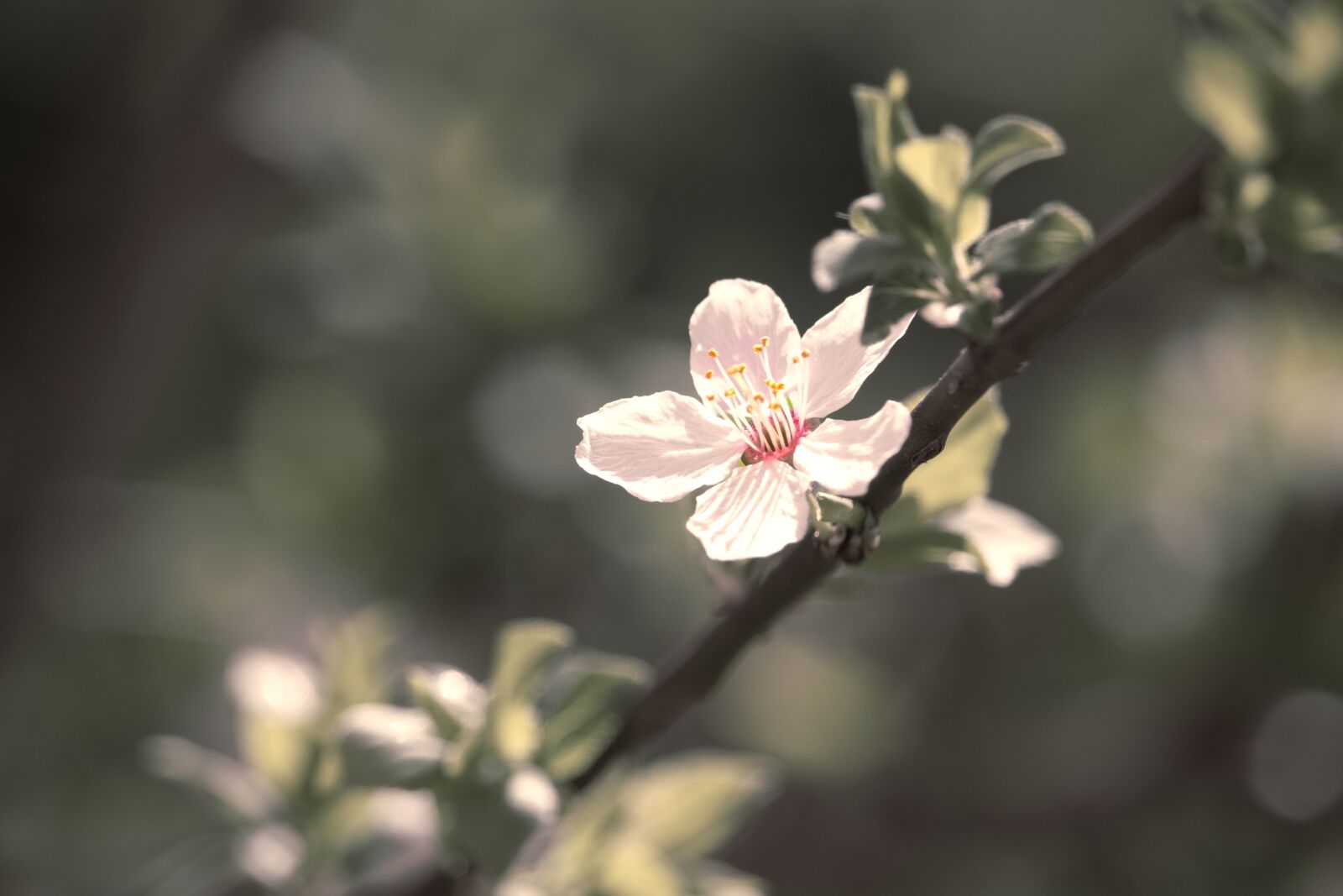 Canon EF-S 55-250mm F4-5.6 IS STM sample photo. Blossom, bloom, wild plum photography
