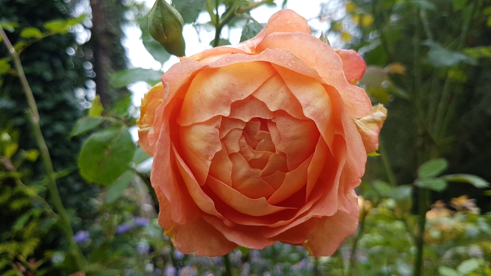 Samsung SM-G930F sample photo. Rosa, rose, flower photography