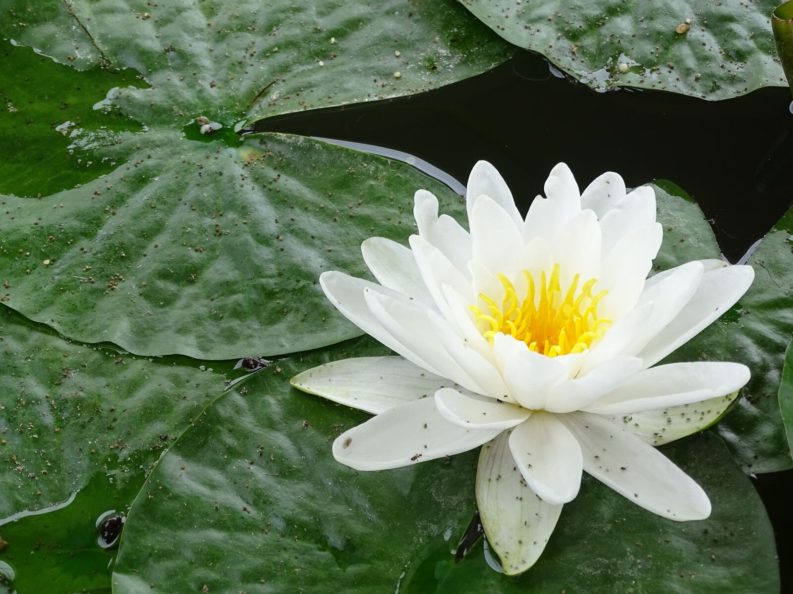 Sony Cyber-shot DSC-HX400V sample photo. Water lily, flower, mare photography
