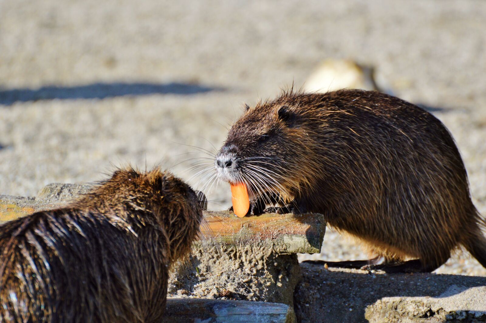 Nikon D3200 sample photo. Nutria, rodent, water rat photography