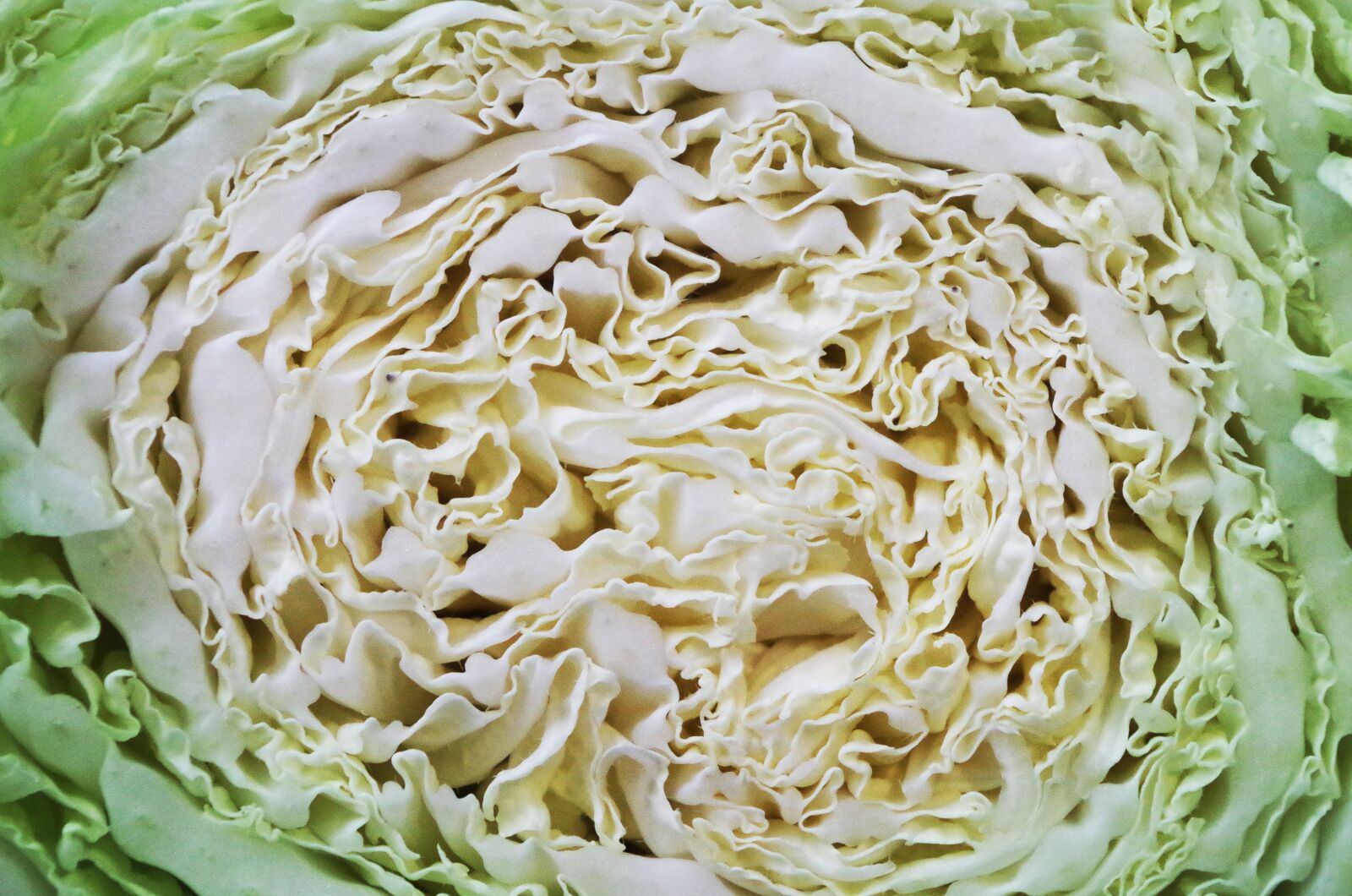 Pentax K-500 sample photo. Cabbage, chinese, vegetables photography