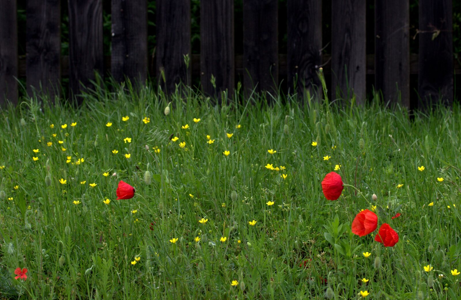 Canon EF-S 60mm F2.8 Macro USM sample photo. Poppy, red, flower photography