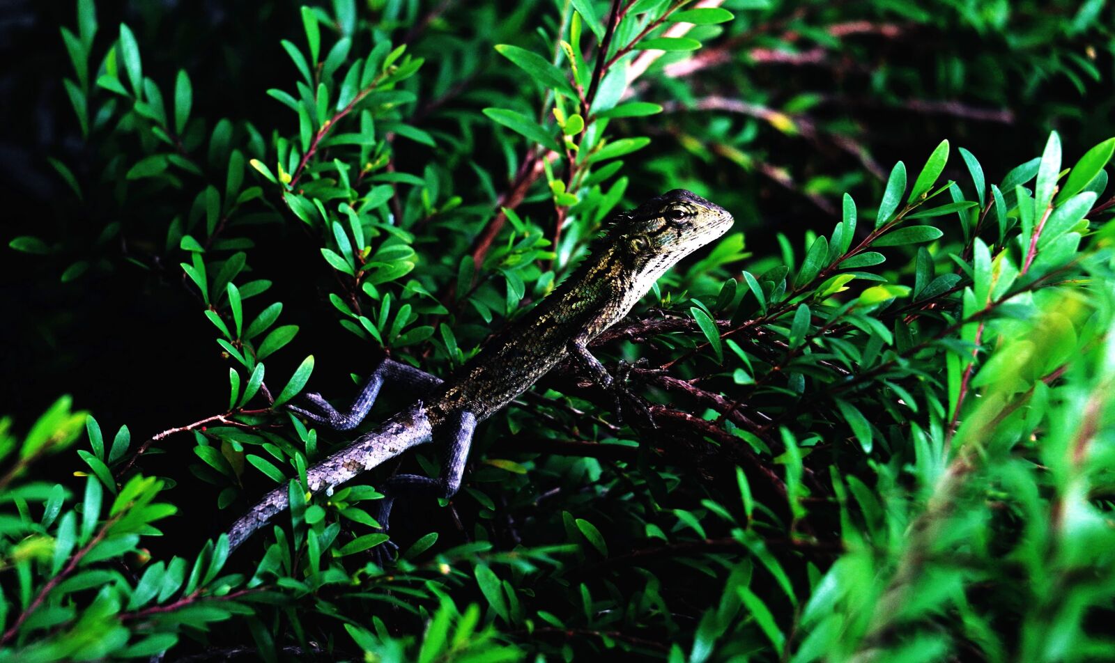 Canon EOS 70D sample photo. Wood, forest, leaves, lizard photography