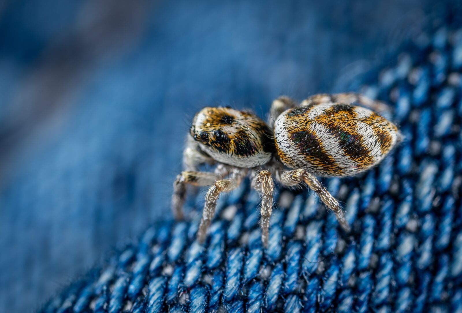 #124 65/2.8 sample photo. Arachnids, spider, spider-racer photography