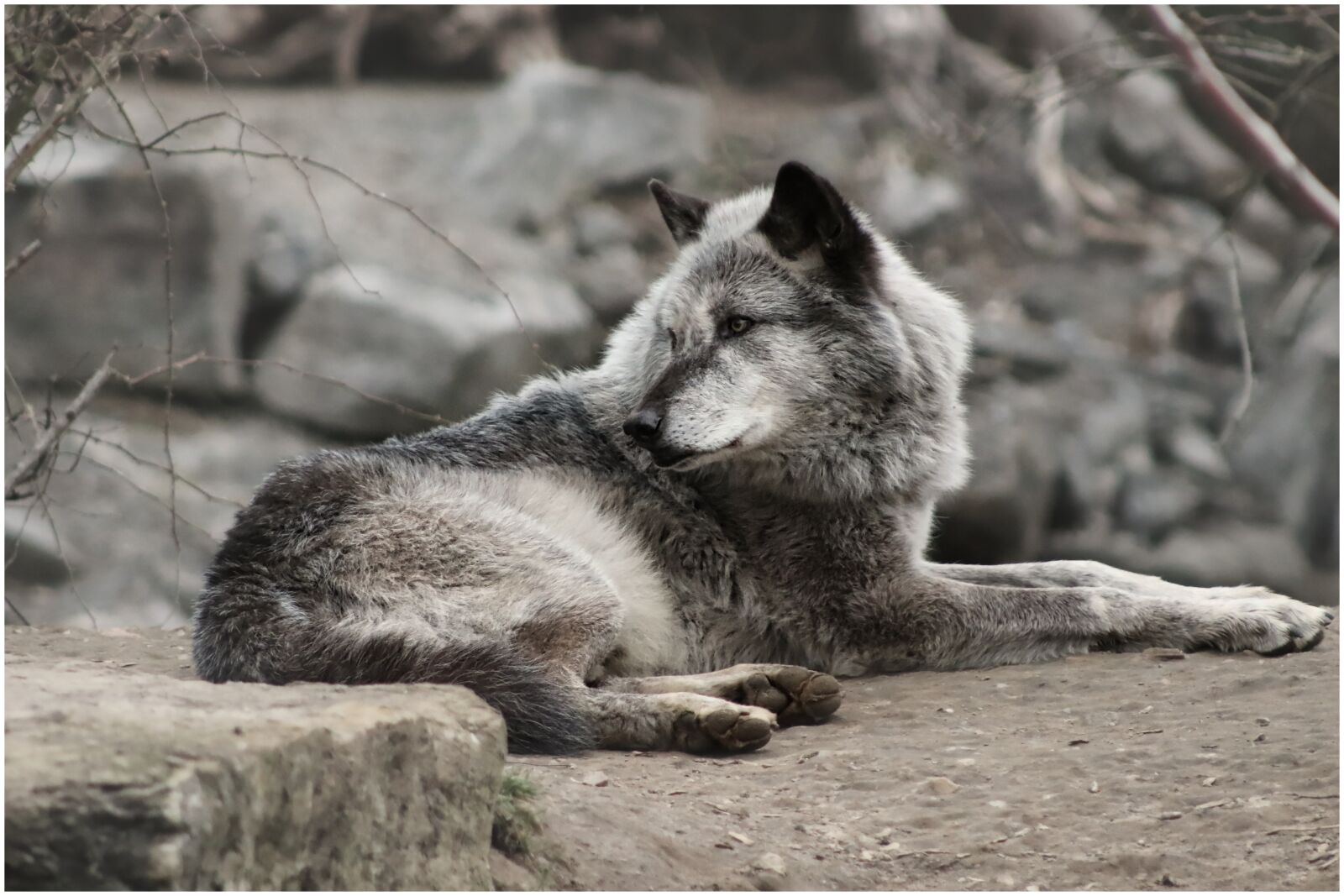 Canon EF75-300mm f/4-5.6 sample photo. Wolf, wolves, grey photography