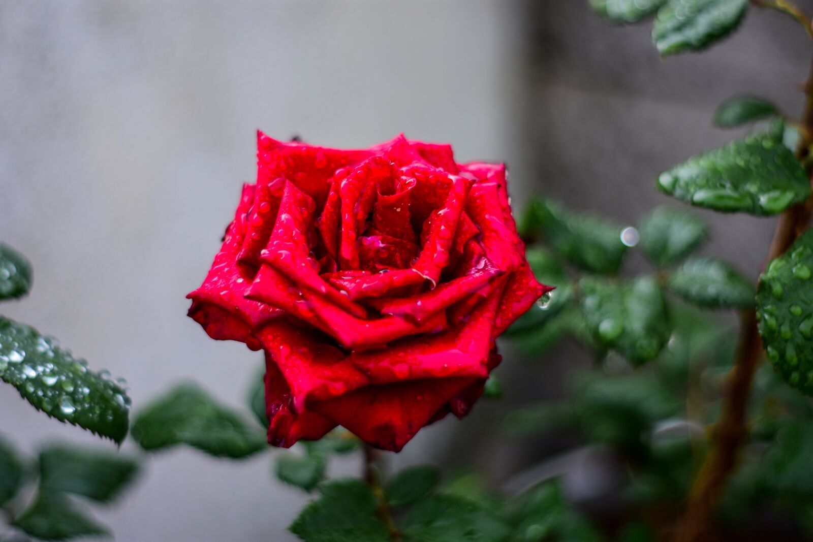 Nikon D3400 sample photo. Rosa, rasa with drops photography