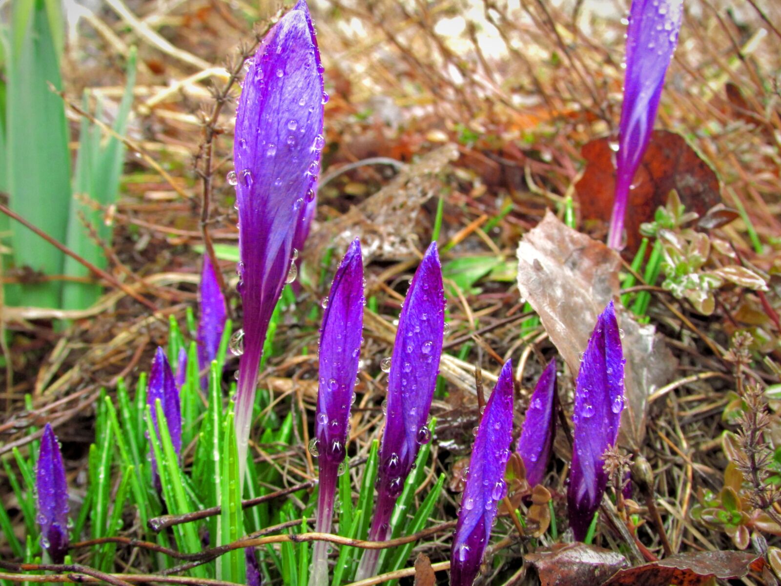 Canon PowerShot SX500 IS sample photo. Crocus, crocuses, royal photography