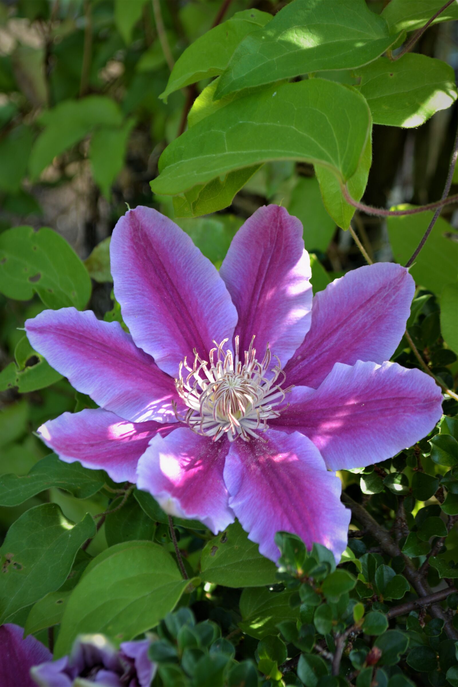 Nikon D5200 sample photo. Flower, blossom, bloom photography