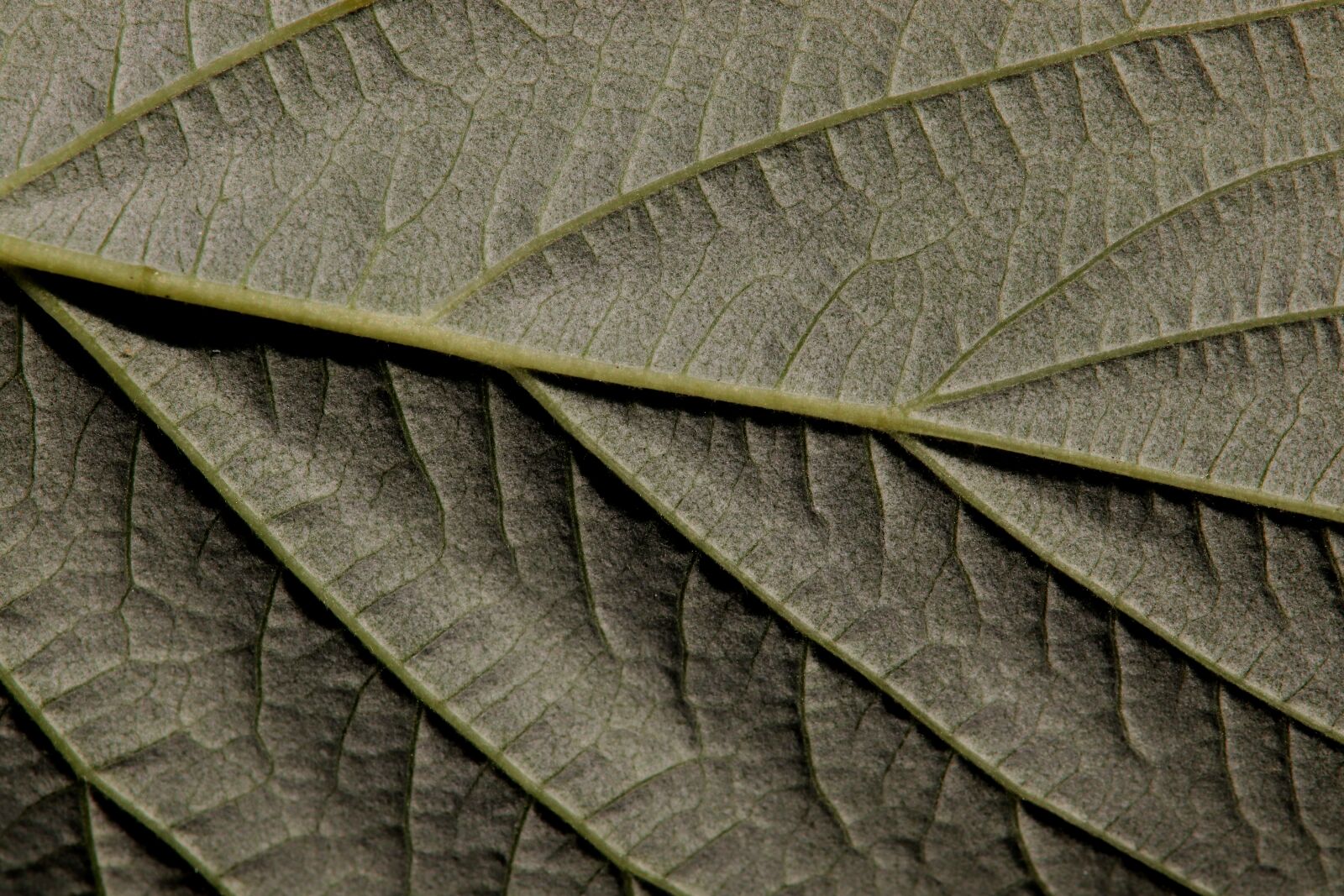 Canon EOS 800D (EOS Rebel T7i / EOS Kiss X9i) sample photo. Raspberry leaf, raspberry, leaf photography
