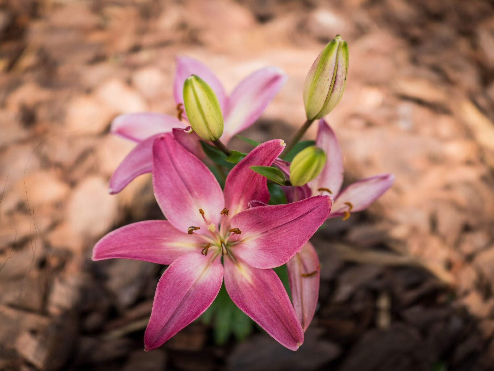 Sony Cyber-shot DSC-RX1R II sample photo. Lilly, pink, easter photography