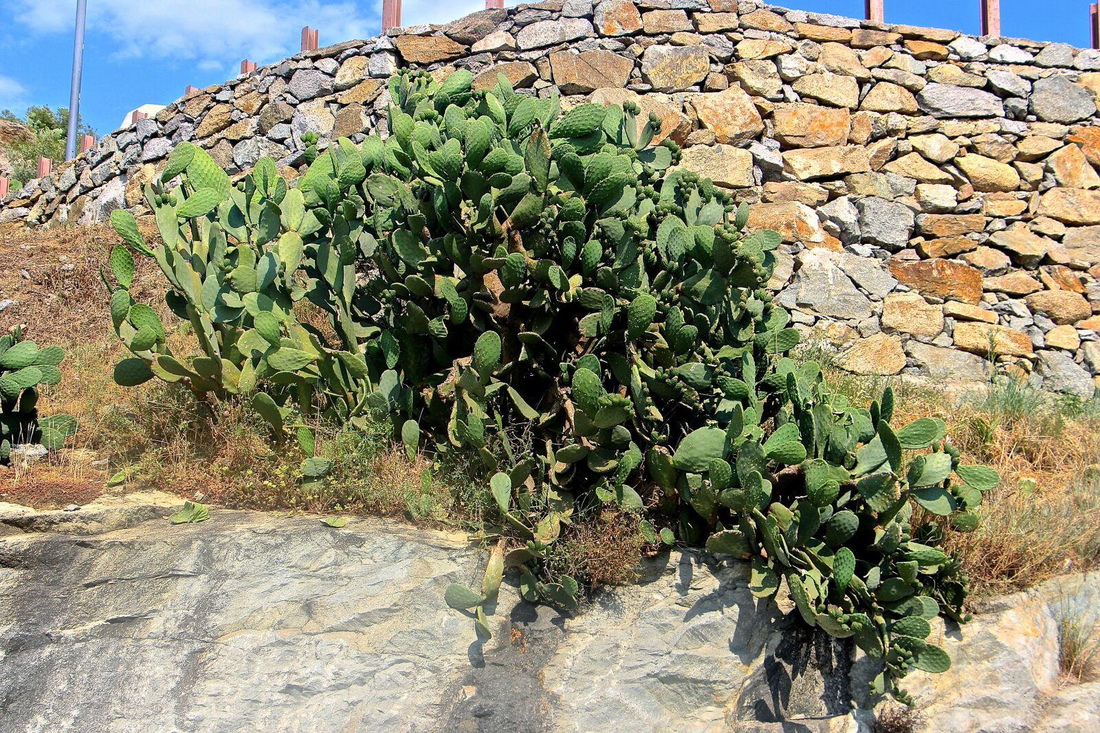 Canon EOS 700D (EOS Rebel T5i / EOS Kiss X7i) sample photo. Cactus, green, plant photography