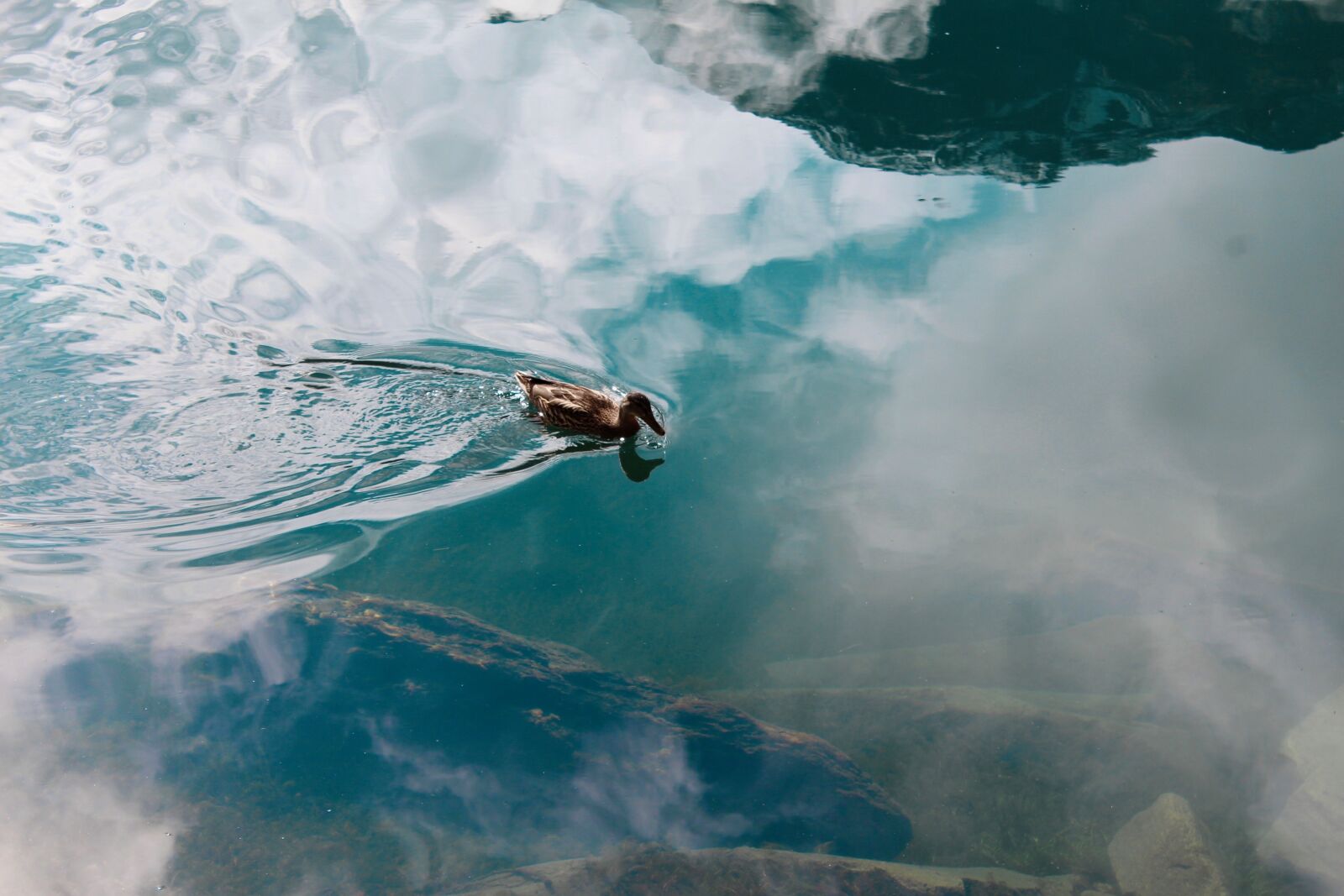 Canon EOS 1200D (EOS Rebel T5 / EOS Kiss X70 / EOS Hi) sample photo. Duck, lake st moritz photography