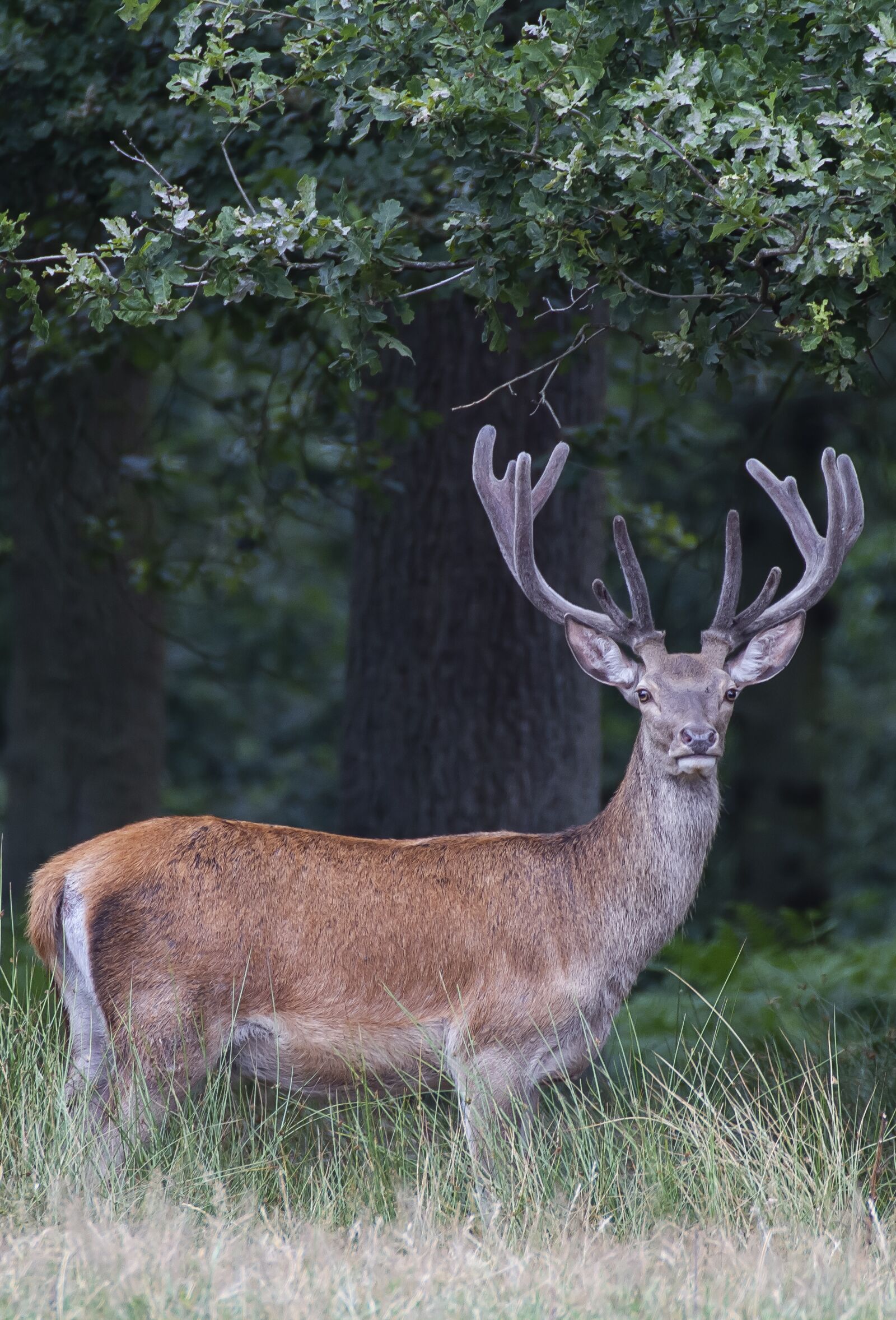 Canon EOS 7D sample photo. Nature, forest, blue photography