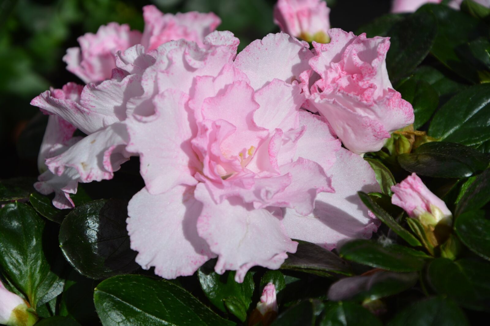 Nikon D5200 sample photo. Flower, pink flower, color photography