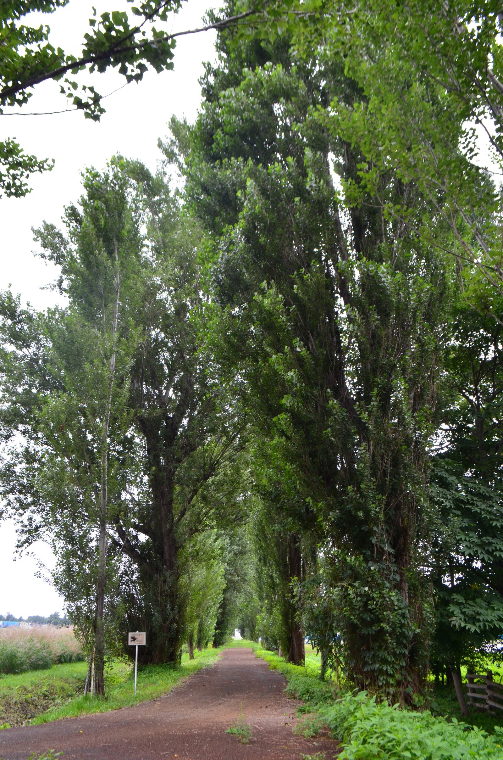 Nikon D5100 sample photo. Tree, poplar, street photography