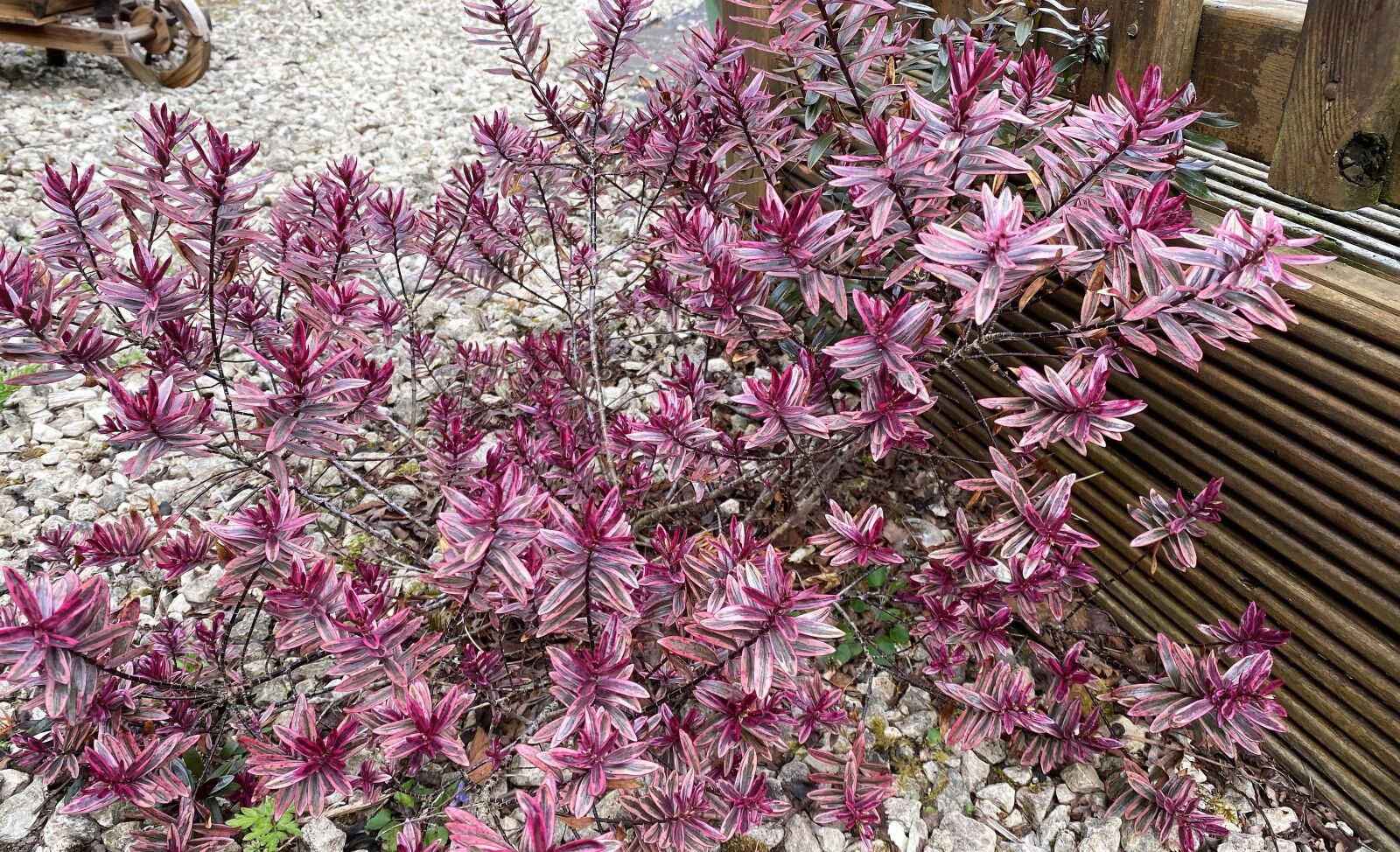 Apple iPhone 11 sample photo. Wandering jew, pink, purple photography