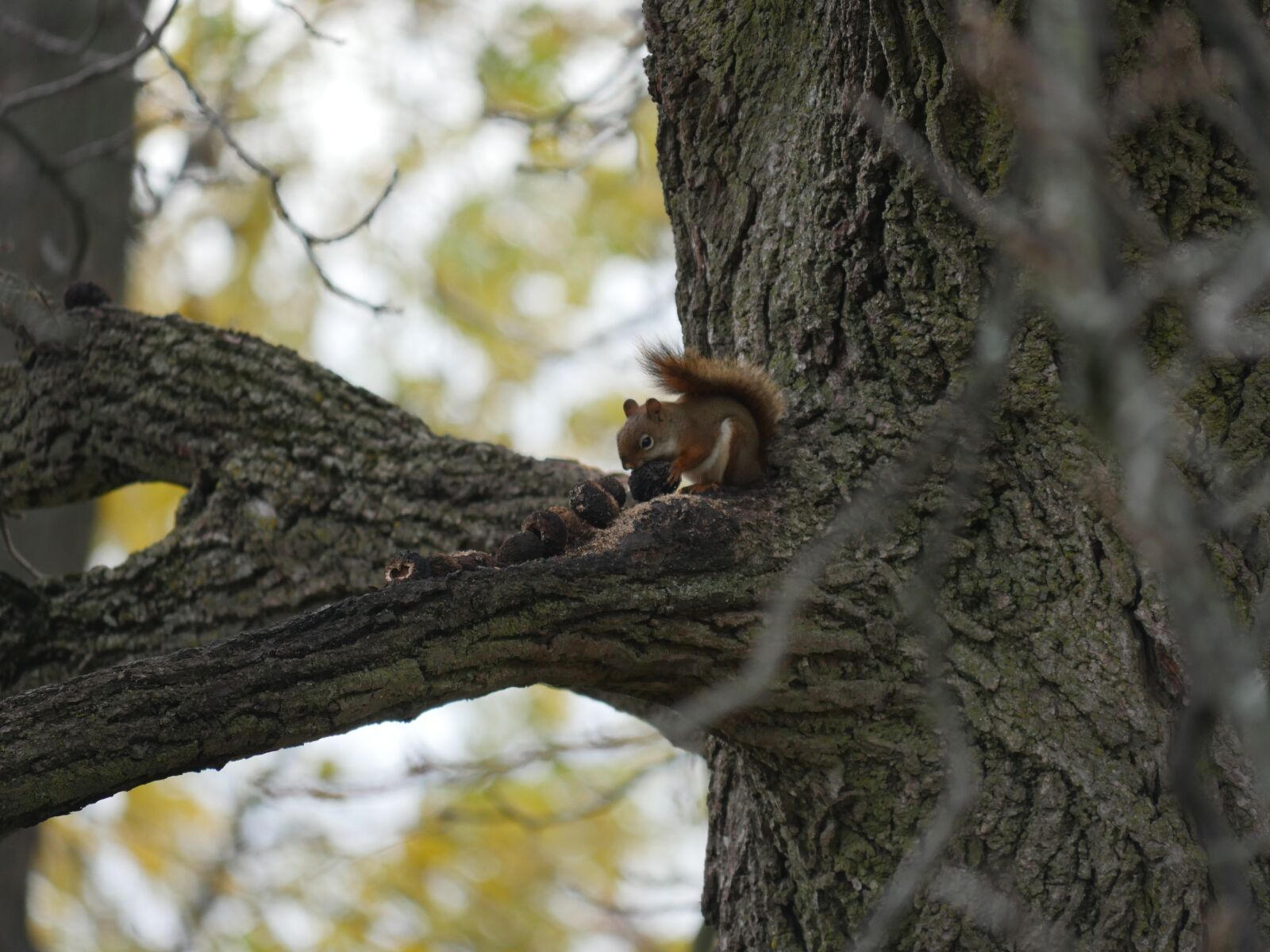 Panasonic Lumix DMC-GH4 sample photo. Squirrel, squirrel eating, nuts photography