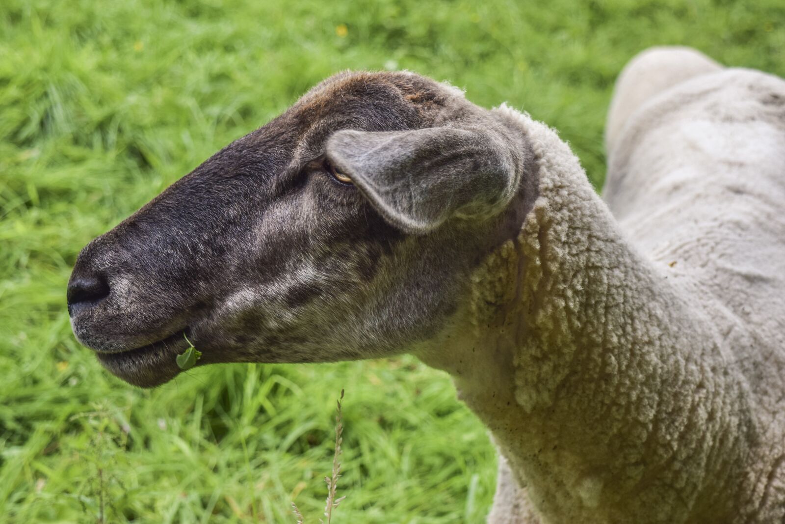 Nikon D3300 sample photo. Animal, sheep, wool photography