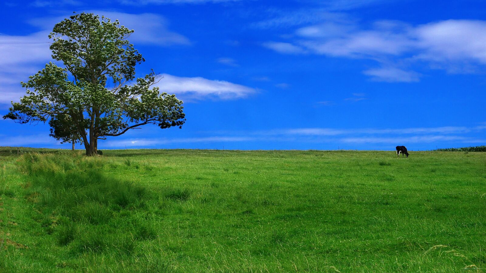 Panasonic Lumix DMC-GX85 (Lumix DMC-GX80 / Lumix DMC-GX7 Mark II) sample photo. Landscape, countryside, cow photography