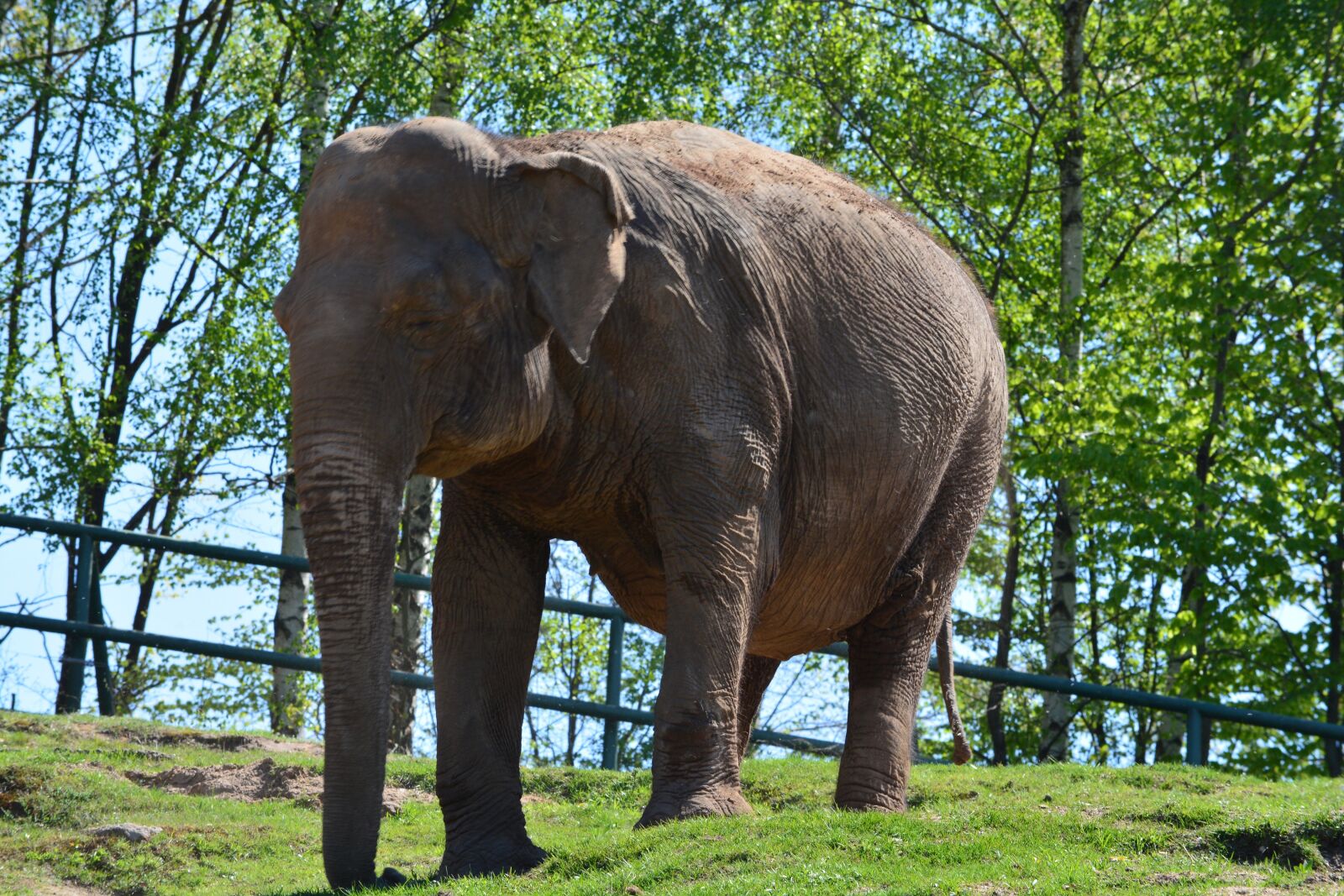 Nikon D7100 sample photo. Elephant, zoo, animal photography