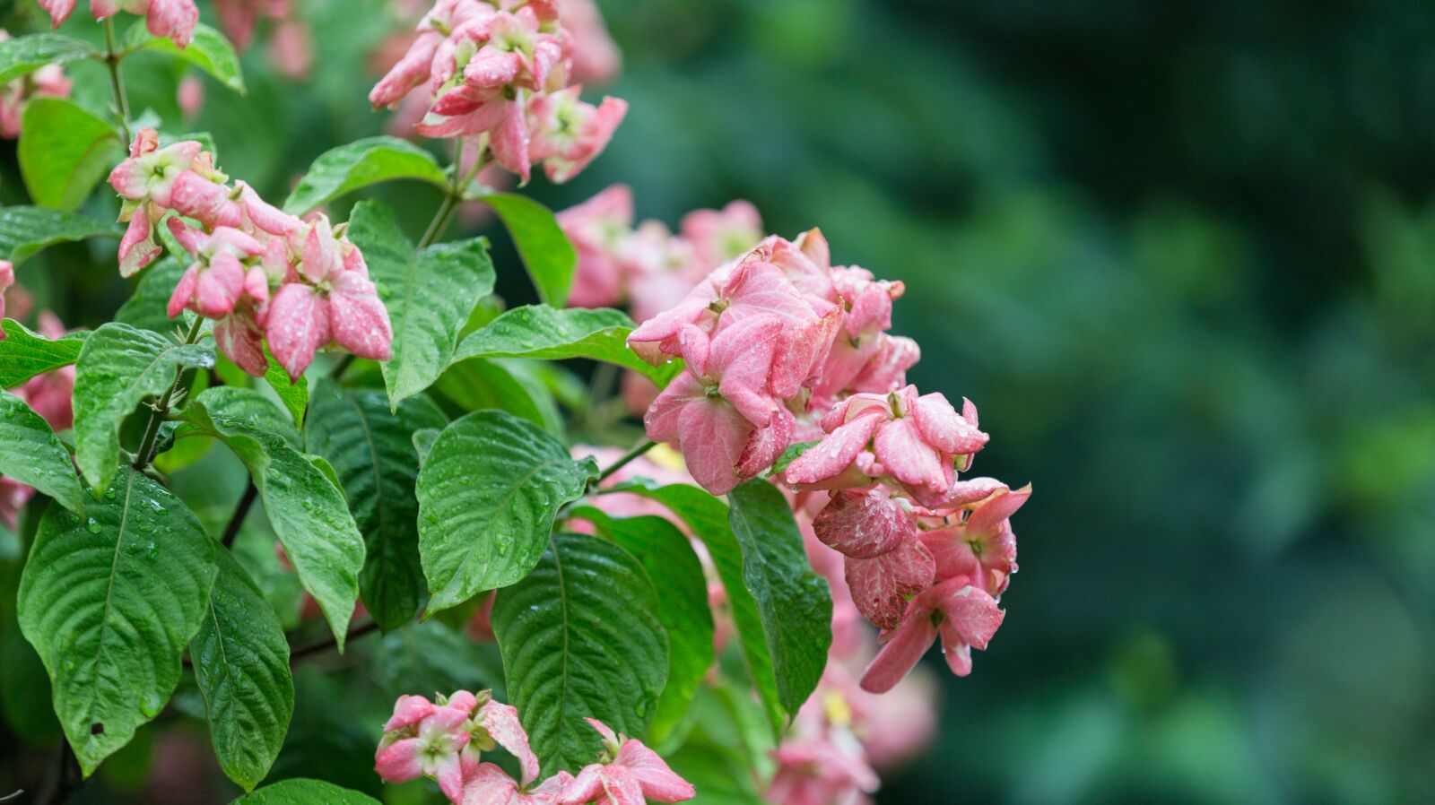 Canon EOS 6D sample photo. Nature, flower, flora photography