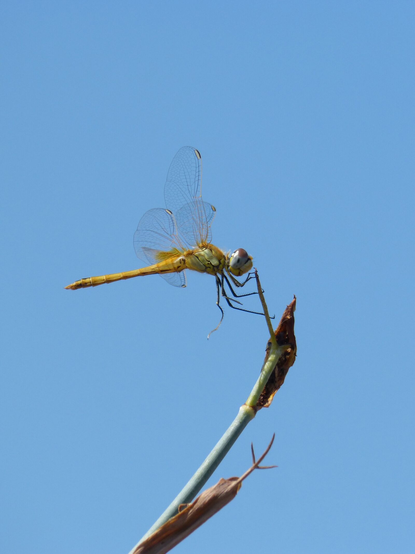 Panasonic DMC-FZ62 sample photo. Dragonfly, yellow dragonfly, winged photography