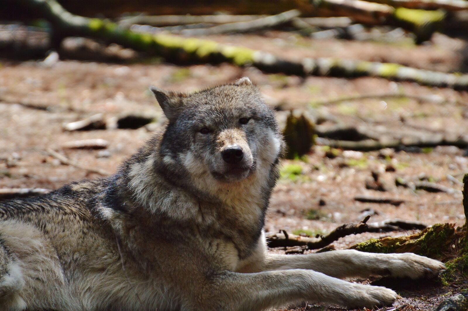 Nikon D3200 sample photo. Wolf, wildpark poing, sleeping photography