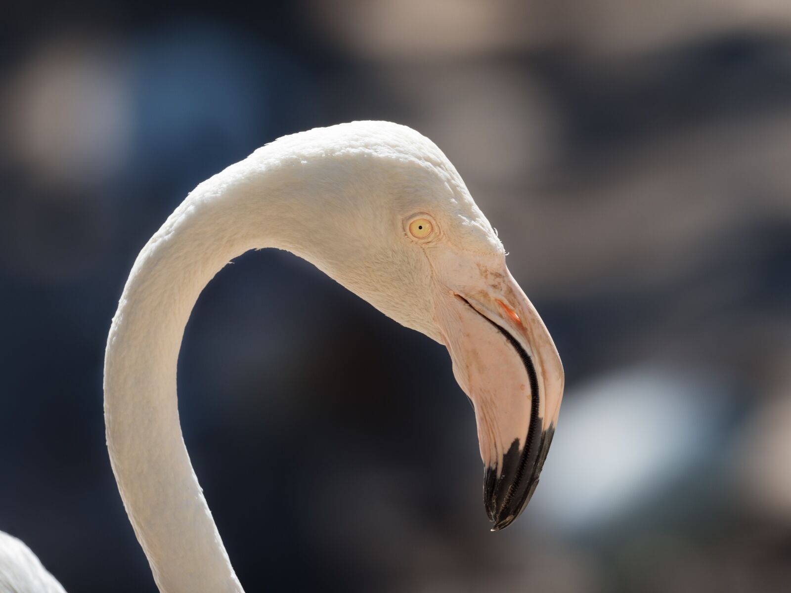 OLYMPUS M.300mm F4.0 sample photo. Greater flamingo, portrait, eye photography