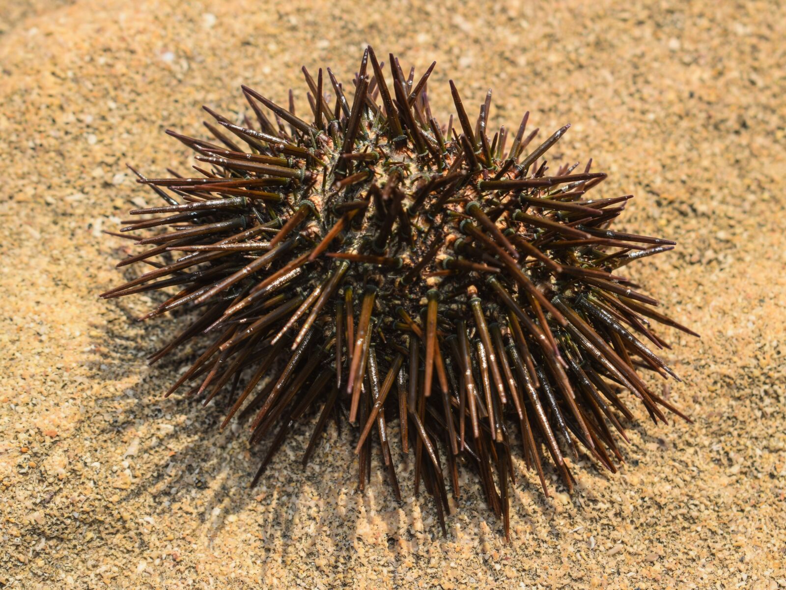 Nikon D3300 sample photo. Sea ​​urchin, sea, wildlife photography