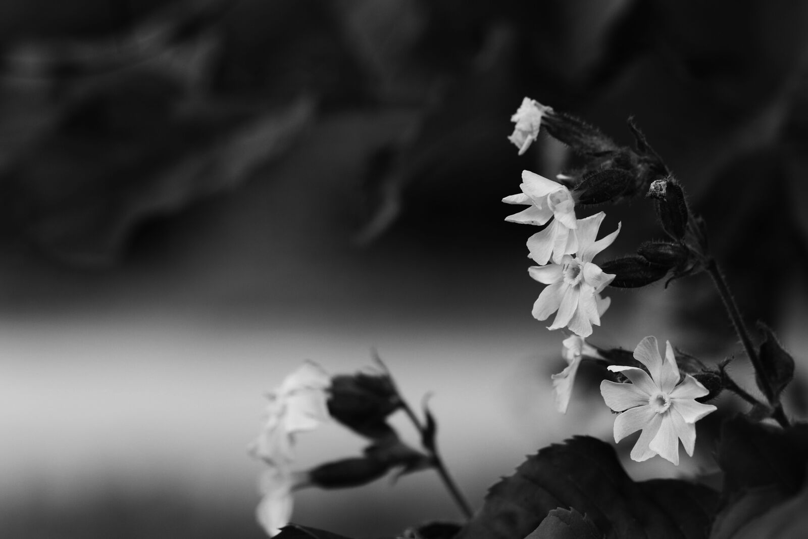 Canon EOS 7D Mark II sample photo. Flowers, summer, summer flowers photography