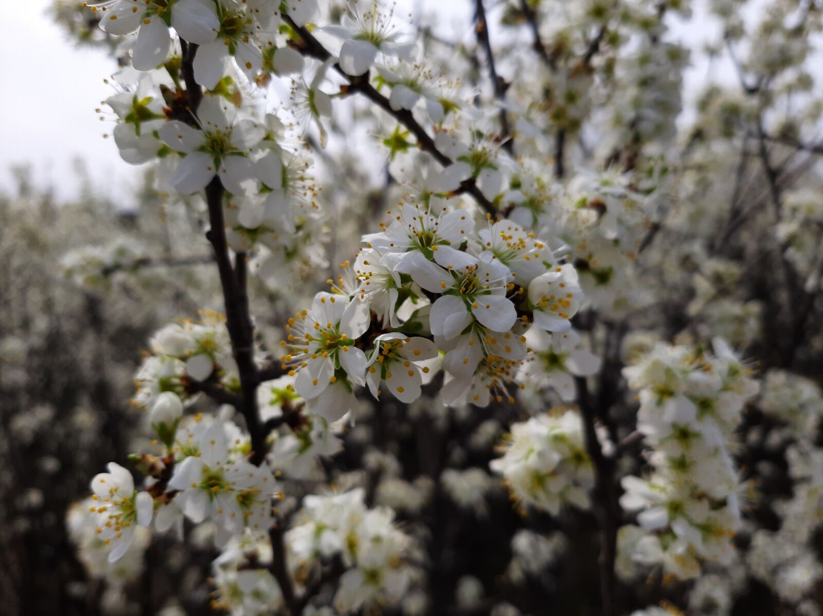 Samsung Galaxy A50 sample photo. Bloom, flowers, white photography