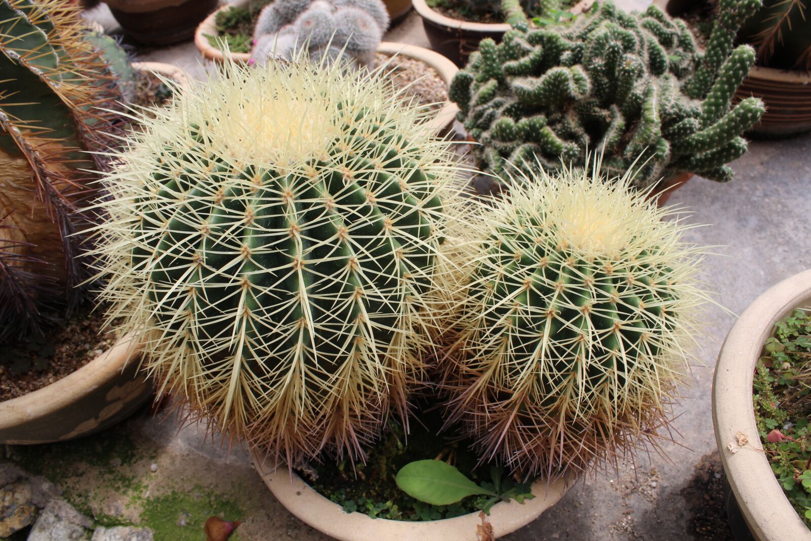 Canon EF-S 18-55mm F3.5-5.6 IS sample photo. Cactus, nature, green photography