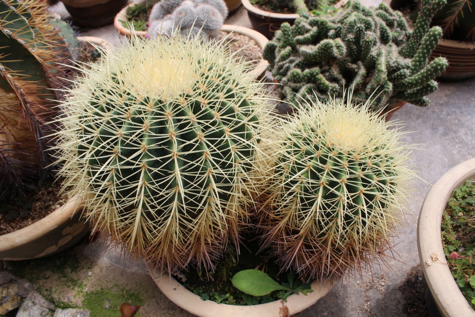 Canon EOS 1200D (EOS Rebel T5 / EOS Kiss X70 / EOS Hi) + Canon EF-S 18-55mm F3.5-5.6 IS sample photo. Cactus, nature, green photography