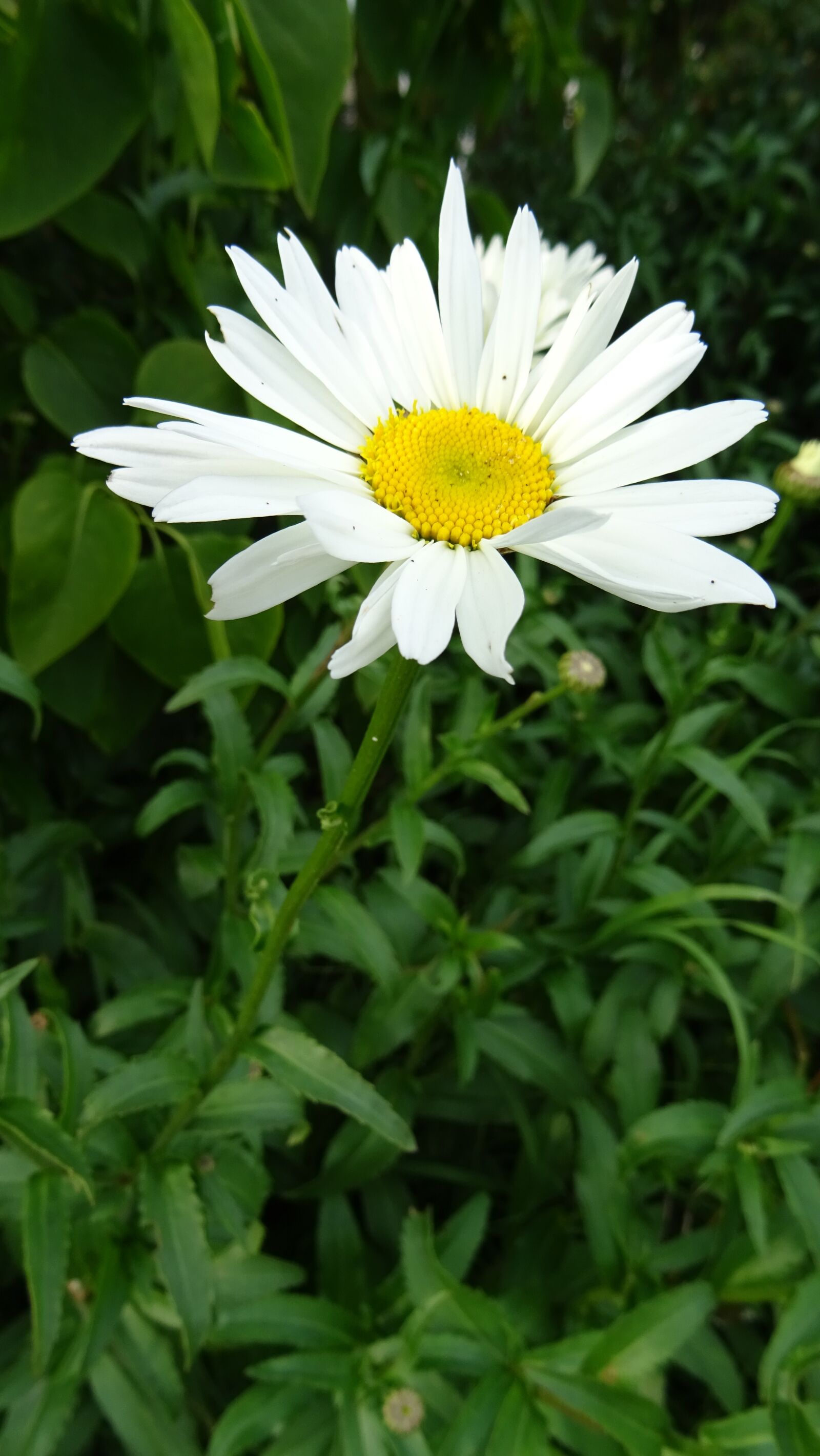 Sony DSC-HX60 sample photo. Daisy, flower, nature photography