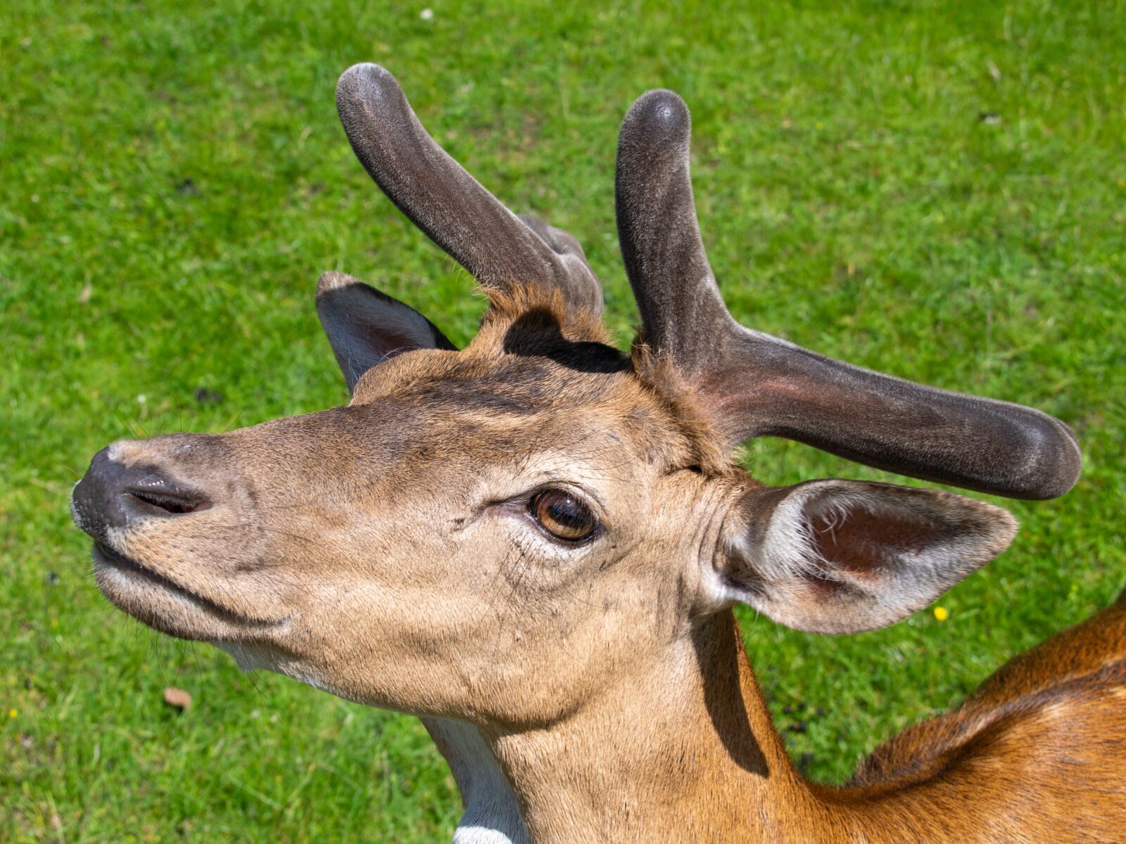 Nikon D5300 sample photo. Fallow deer, hart, mammal photography