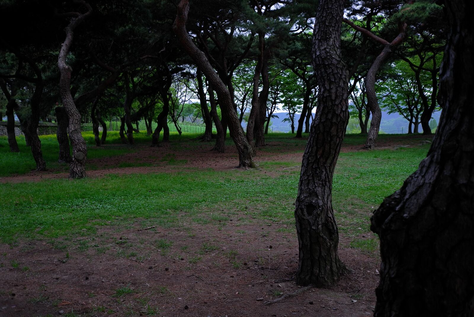 Leica X1 sample photo. Wood, scenery, nature photography